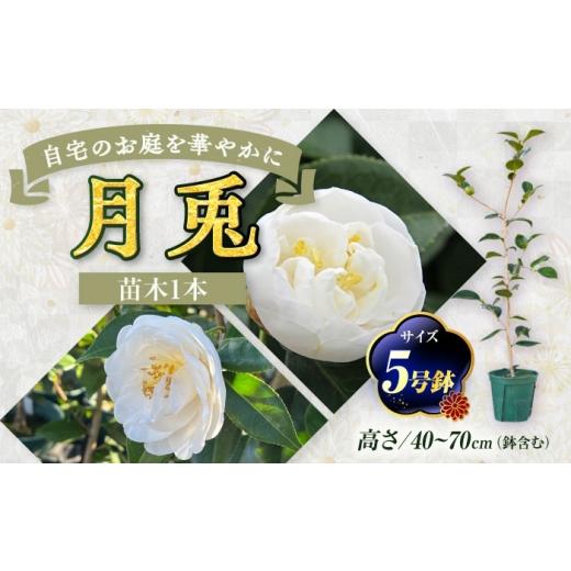 ふるさと納税 雑貨・日用品 苗木 愛知県 稲沢市 椿 「月兎-つきうさぎ-」 5号鉢 苗木?/ 植物 最新椿 花 苗 鉢植え / 稲沢市 / 椿園株式会社