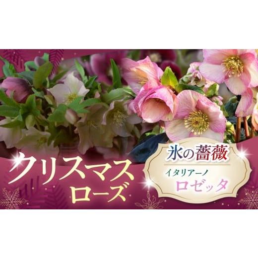 ふるさと納税 雑貨・日用品 花 長野県 伊那市 クリスマスローズ・氷の薔薇イタリアーノ ロゼッタ| 花 クリスマス ローズ 冬 氷 薔薇 赤 季節 冬 ガーデニング…