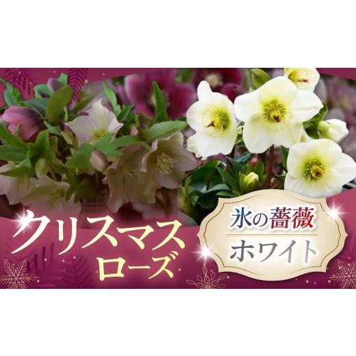 ふるさと納税 雑貨・日用品 花 長野県 伊那市 クリスマスローズ・氷の薔薇ホワイト| 花 クリスマス ローズ 冬 氷 薔薇 赤 季節 冬 ガーデニング ガーデン 庭 …
