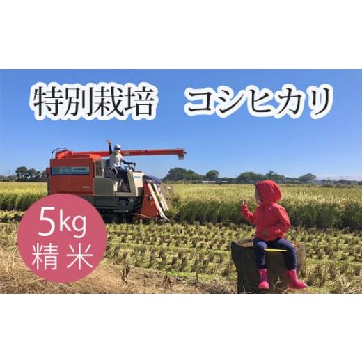 ふるさと納税 米 コシヒカリ 埼玉県 行田市 特別栽培 コシヒカリ 精米5kg / 米 お米 おこめ 白米 5kg 5キロ ご飯 ごはん こしひかり 産地直送 産直 国産 …