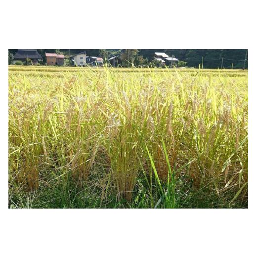 【新品 未使用 日本製】 ふるさと納税 新潟県 上越市 「12カ月連続発送定期便」新潟県認証減農薬米／特別栽培米コシヒカリ 精米5kg（1袋） 【IQY2607527666】(91850円)