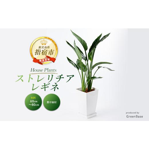 ふるさと納税 花・苗木 鹿児島県 指宿市 2026年1月中旬〜発送 観葉植物 ストレリチア・レギネ(極楽鳥花)60cm〜80cm(Green Base/IB003-001) 南国鹿児島県で育…