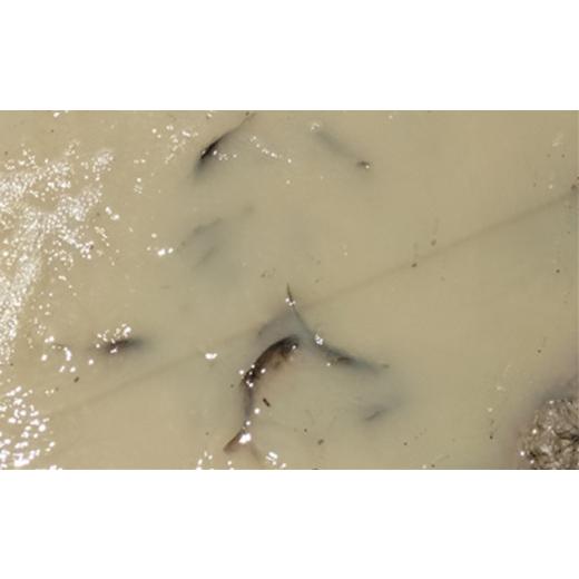 即購入可★ ふるさと納税 長野県 佐久市 フナで育てた「五郎兵衛さんのお米」農薬不使用米10K　定期便3ヶ月＜出荷開始：2023年10月初旬以降順次配送＞ 【E1136125469】(40020円)