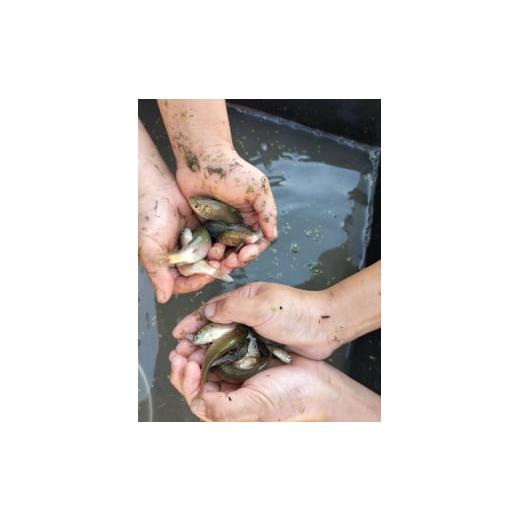 即購入可★ ふるさと納税 長野県 佐久市 フナで育てた「五郎兵衛さんのお米」農薬不使用米10K　定期便3ヶ月＜出荷開始：2023年10月初旬以降順次配送＞ 【E1136125469】(40020円)