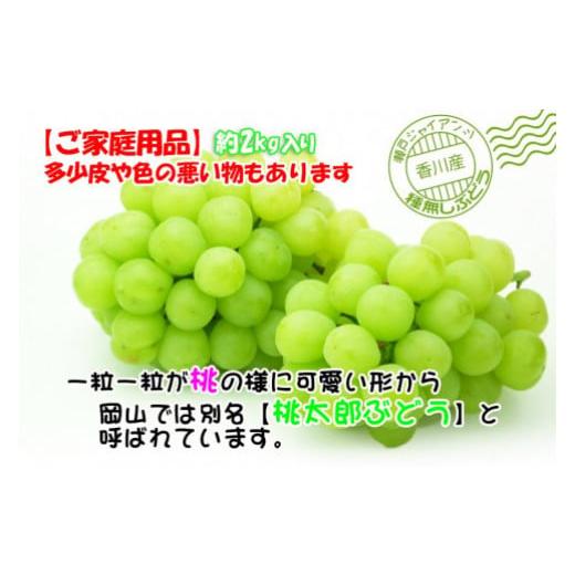 ふるさと納税 香川県 坂出市 瀬戸ジャイアンツ 約2kg ( 約3 〜5房 )  2024年発送｜香川産 ぶどう マスカット｜furusatochoice｜03