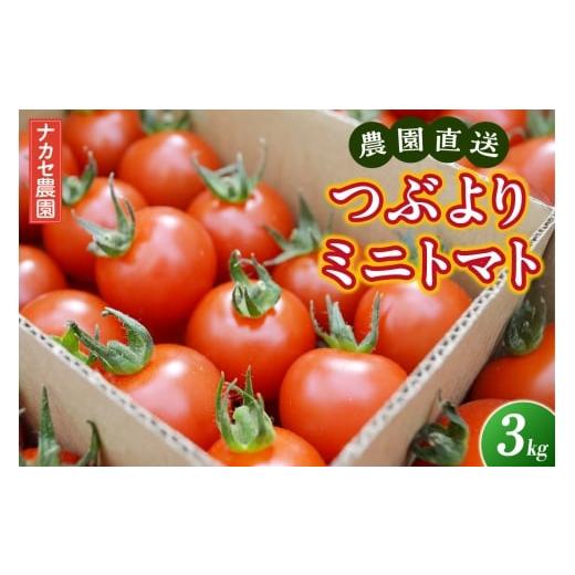 ふるさと納税 トマト ミニトマト 愛知県 東浦町 農園直送 つぶより ミニトマト 3kg入り│トマト プチトマト 甘い 野菜 産地直送 愛知県 東浦町