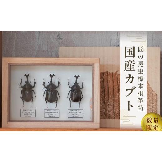 ふるさと納税 インテリア・絵画 広島県 府中市 数量限定 匠の昆虫標本桐箪笥「国産カブト」 / 標本箱 伝統工芸 レーザー加工 広島県 特産品 No.575