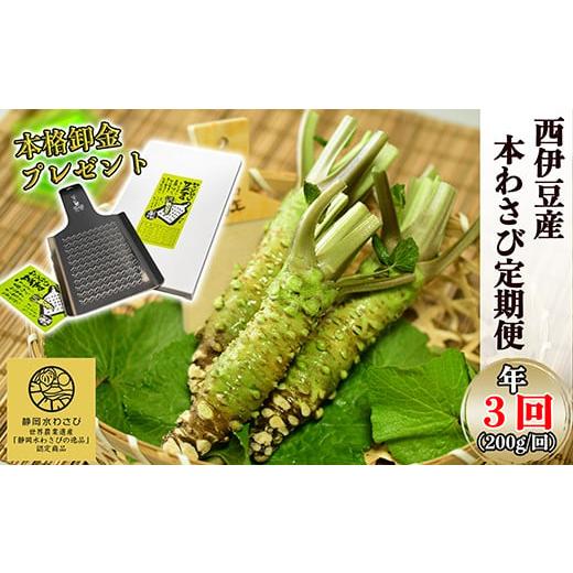 ふるさと納税 野菜類 薬味 静岡県 西伊豆町 選べる内容量 わさびの定期便 世界農業遺産認定の本わさび(200g)を年3回お届け わさび丼 採れたて 新鮮 冷蔵 西…