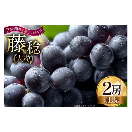 ふるさと納税 果物類 ぶどう 山形県 高畠町 期間限定発送 ぶどう 大粒ぶどう 藤稔 2房 約 1.3kg Hinataぶどう園 山形県 高畠町 tk06ayt190009 ぶどう ブドウ…