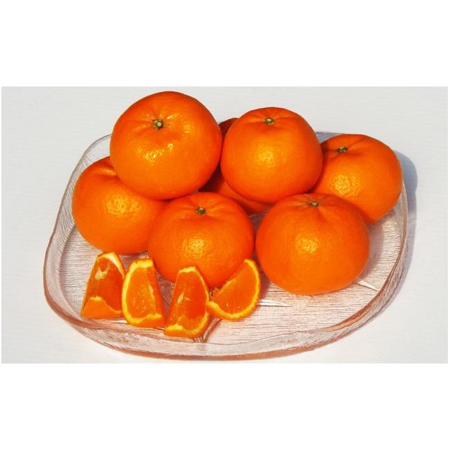 ふるさと納税 広島県 尾道市 尾道発 厳選！柑橘定期便　ハウスせとか　ハウスしらぬひ（不知火）　はれひめ　柑橘　みかん　もりの農園の人気柑橘 瀬戸田産