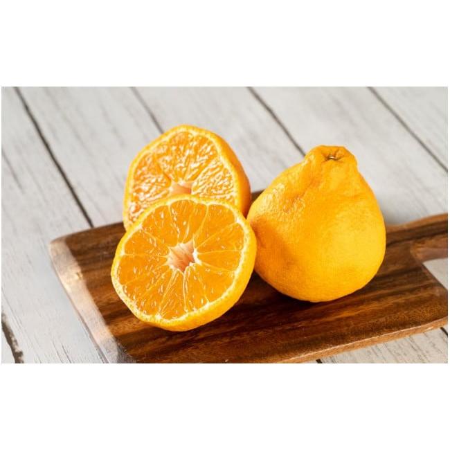 ふるさと納税 広島県 尾道市 尾道発 厳選！柑橘定期便　ハウスせとか　ハウスしらぬひ（不知火）　はれひめ　柑橘　みかん　もりの農園の人気柑橘 瀬戸田産