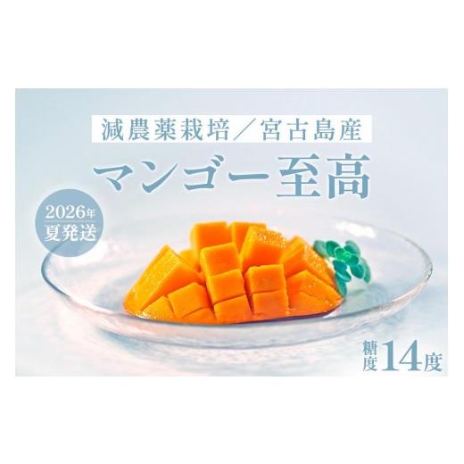 ふるさと納税 マンゴー 沖縄県 宮古島市 [先行予約]沖縄県宮古島産 減農薬栽培マンゴー 1kg 優品 |贈答用・糖度14度以上 |琉球マルシェ