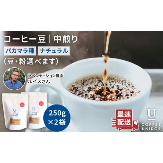 ふるさと納税 コーヒー コーヒー豆 福岡県 糸島市 中挽き 中煎り コーヒー 豆 250g × 2袋 ニカラグア産 ラベンディション農園 マラカツーラ種 ナチュラル […