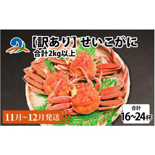 ふるさと納税 カニ ずわいガニ 福井県 南越前町 先行予約 訳あり せいこがに 合計2kg以上(16〜24杯) 11月〜12月配送