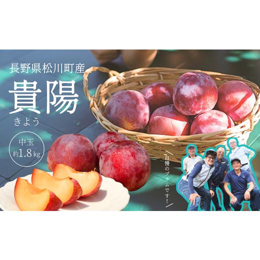 ふるさと納税 果物類 長野県 松川町 KP02-26A 先行予約 高級プラム 貴陽(中玉) 約1.8kg / 2026年8月中旬頃から発送予定 // 長野県 南信州 松川町 プラム …