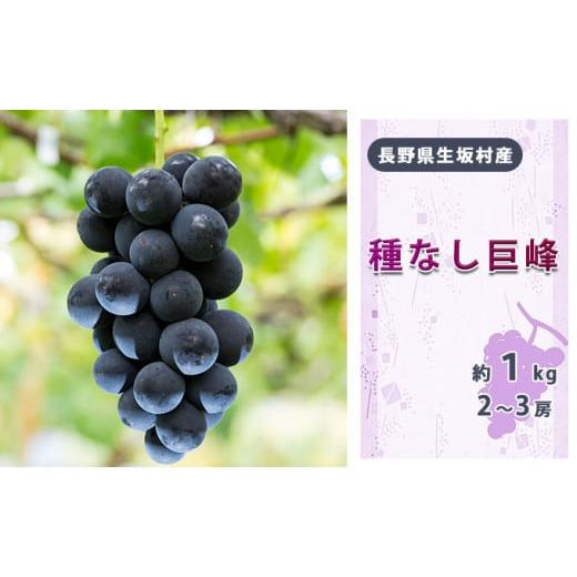 ふるさと納税 ぶどう 巨峰 長野県 生坂村 2026年先行予約 種なし巨峰2〜3房入り約800g〜1kg 果物類 フルーツ 果物 新鮮 瑞々しい