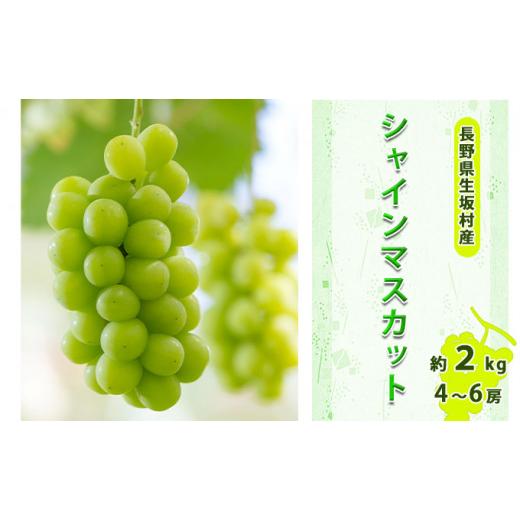 ふるさと納税 ぶどう マスカット 長野県 生坂村 2026年先行予約 シャインマスカット 約1.7kg〜2kg(4〜6房入り)種なし ぶどう 信州直送 | 長野県産 ブドウ …