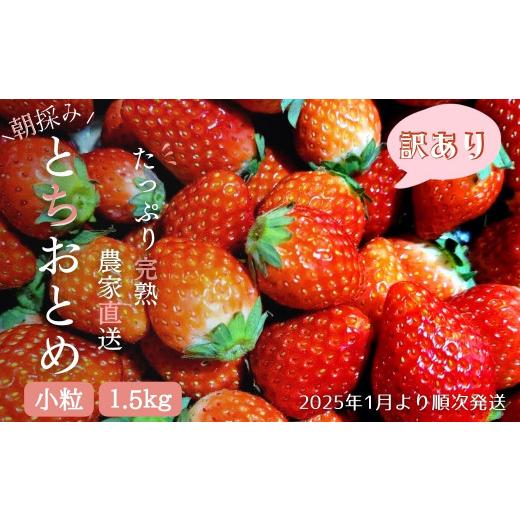 ふるさと納税 茨城県 利根町 [2024年1月より発送]いちご専門農家直送!朝摘み収穫したて小粒完熟とちおとめ1.5kg(1kg+500g)ジャム用におススメ!