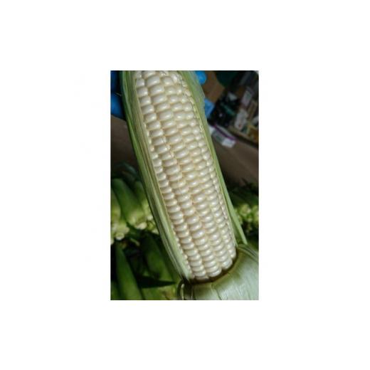 ふるさと納税 とうもろこし 北海道 富良野市 ふらの 吉中農園 朝穫り白いとうもろこし「雪の妖精」10本入り 1364109