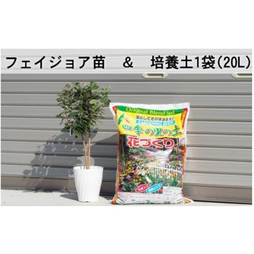 ふるさと納税 雑貨・日用品 苗木 福岡県 朝倉市 フェジョア苗と培養土1袋(20L)セット 苗木 植物