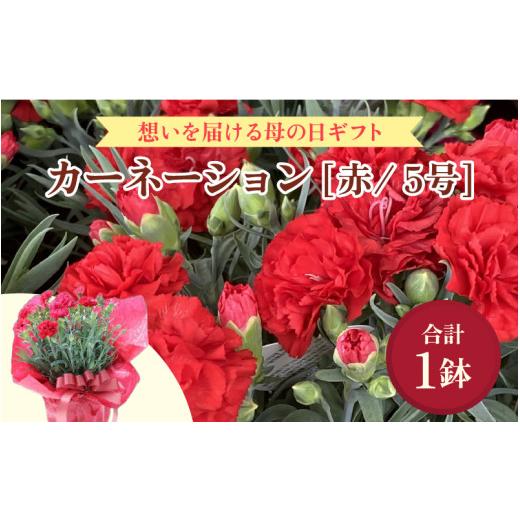 ふるさと納税 雑貨・日用品 花 福井県 あわら市 25セット限定 先行予約 カーネーション 赤 5号 鉢植え 生花 数量限定 想いを届ける母の日ギフト 2026年5月6日…