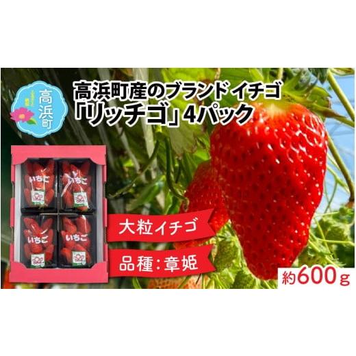ふるさと納税 いちご 福井県 高浜町 先行予約 2026年2月第4週目より順次お届け 発送時期が選べる 福井県高浜町産のブランド生いちご リッチゴ 約600g 2026年2…