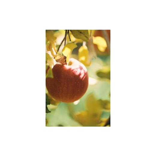 ふるさと納税 りんご 長野県 松川村 訳あり 家庭用 シナノスイート 5kg 2026年先行予約 | 山とりんご リンゴ りんご 林檎 果物 フルーツ 果実 果汁 シナノス…