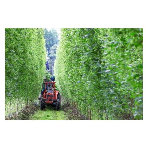 ふるさと納税 ビール 岩手県 遠野市 キリン 一番搾り とれたてホップ 生ビール 500ml × 24本 2ケース 遠野産ホップ 使用 限定 ビール お酒 BBQ 宅飲み 家飲み…の画像