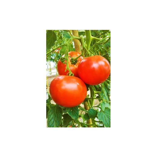 ふるさと納税 果汁飲料 トマト 北海道 旭川市 花咲トマトジュース　1L×6本セット トマト とまと とまとジュース 野菜ジュース ジュース 飲み物 飲料 ギフト …_3