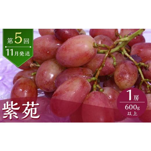 ふるさと納税 もも 岡山県 岡山市 定期 2026年 フルーツ 王国 岡山の果物 定期便 6回コース 桃 ぶどう 梨 岡山県産 国産 果物 ギフト_6
