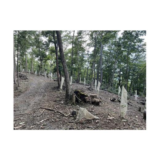 【希少】 ふるさと納税 山梨県 丹波山村 【2本セット】【初めてのALL YAMANASHI】2021丹波山ワイン【シャルドネ】【甲州】 【TMF6529431669】(23000円)