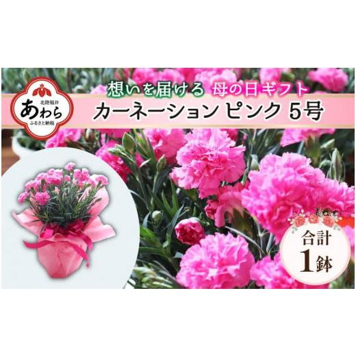 ふるさと納税 雑貨・日用品 花 福井県 あわら市 25セット限定 先行予約 カーネーション ピンク 5号 鉢植え 生花 数量限定 想いを届ける母の日ギフト 2026年5…