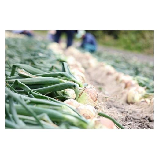 ふるさと納税 野菜類 玉ねぎ 兵庫県 南あわじ市 淡路島産新玉ねぎ うずしお甘玉ねぎ 5kg  配送2月下旬〜6月下旬 うずしお甘玉ねぎ 5kgの画像