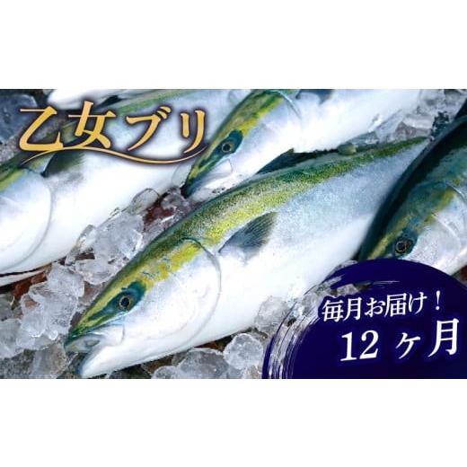 ふるさと納税 鯛・金目鯛・のどぐろ 高知県 須崎市 厳選 産地直送 ブリ 12ヶ月 定期便 下処理 有 鰤 刺身 冷蔵 12回 12ヵ月 1年 一年 ブランド 乙女ブリ 刺し…_1