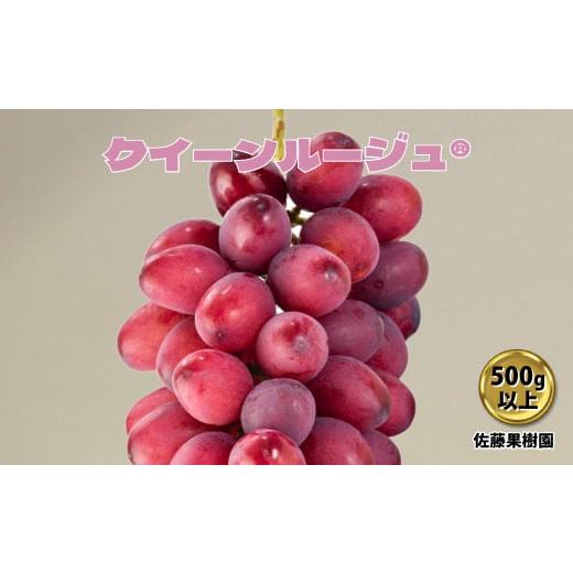 ふるさと納税 ぶどう 長野県 須坂市 No.5657-3476 クイーンルージュ