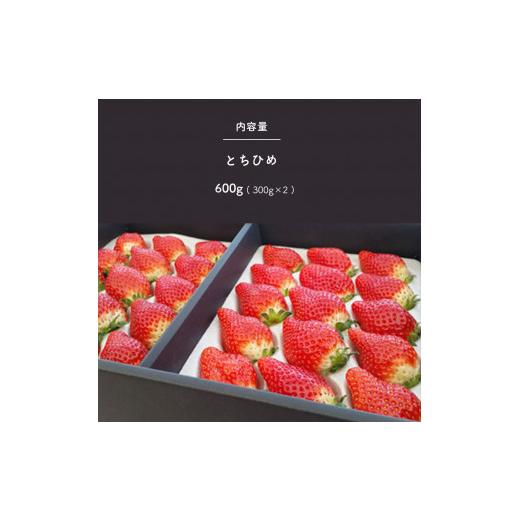 ふるさと納税 栃木県 真岡市 いちご 幻のイチゴ とちひめ 600g | 栃木県 数量限定 希少品種 栃木県 いちご日本一のまち 真岡市 栃木県 真岡市