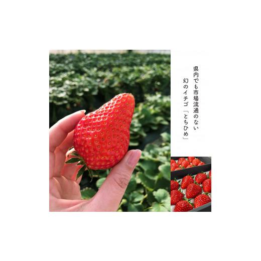 ふるさと納税 栃木県 真岡市 いちご 幻のイチゴ とちひめ 600g | 栃木県 数量限定 希少品種 栃木県 いちご日本一のまち 真岡市 栃木県 真岡市