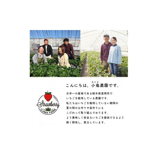 ふるさと納税 栃木県 真岡市 いちご 幻のイチゴ とちひめ 600g | 栃木県 数量限定 希少品種 栃木県 いちご日本一のまち 真岡市 栃木県 真岡市