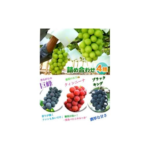 ふるさと納税 ぶどう マスカット 山梨県 甲州市 食べ比べ大会シャインマスカット・クインニーナ・巨峰・ブラックキング 4種セット全8房 生産者直送 2026年発送…