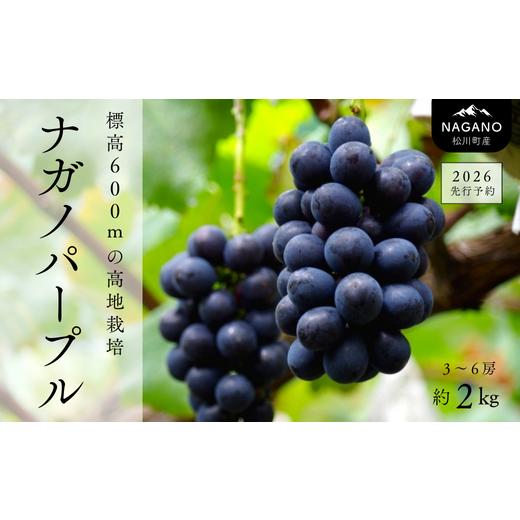 ふるさと納税 ぶどう 長野県 松川町 TK07-26A 先行予約 ぶどう ナガノパープル 約2kg ／2026年9月上旬〜中旬頃 配送予定 ／／ 贈答 長野県 南信州 ぶどう 葡萄&hellip;