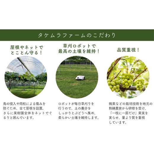 ふるさと納税 ぶどう 長野県 松川町 TK07-26A 先行予約 ぶどう ナガノパープル 約2kg ／2026年9月上旬〜中旬頃 配送予定 ／／ 贈答 長野県 南信州 ぶどう 葡萄&hellip;