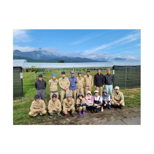 ふるさと納税 ぶどう 長野県 松川町 TK07-26A 先行予約 ぶどう ナガノパープル 約2kg ／2026年9月上旬〜中旬頃 配送予定 ／／ 贈答 長野県 南信州 ぶどう 葡萄&hellip;