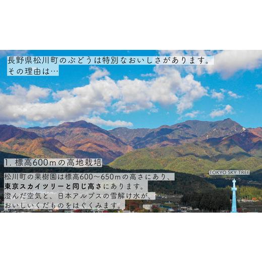 ふるさと納税 ぶどう 長野県 松川町 TK07-26A 先行予約 ぶどう ナガノパープル 約2kg ／2026年9月上旬〜中旬頃 配送予定 ／／ 贈答 長野県 南信州 ぶどう 葡萄&hellip;
