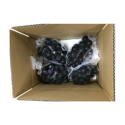 ふるさと納税 ぶどう 長野県 松川町 TK07-26A 先行予約 ぶどう ナガノパープル 約2kg ／2026年9月上旬〜中旬頃 配送予定 ／／ 贈答 長野県 南信州 ぶどう 葡萄&hellip;