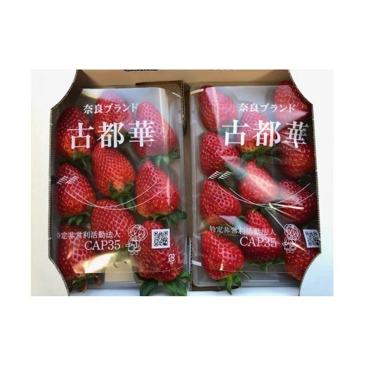 ふるさと納税 いちご 奈良県 三郷町 奈良県三郷町産いちご 古都華2パック (1パック280g以上×2パック) 土耕栽培