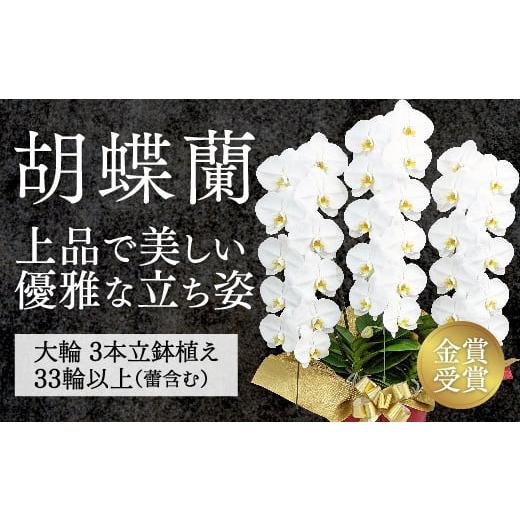 ふるさと納税 雑貨・日用品 花 山口県 山口市 B007 金賞受賞 スタンダード鳴滝清流胡蝶蘭3本立