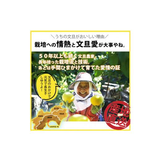 ふるさと納税 高知県 土佐市 ＼果樹園直送／土佐文旦 約10kg（訳あり）〈ご家庭用〉｜furusatochoice｜05