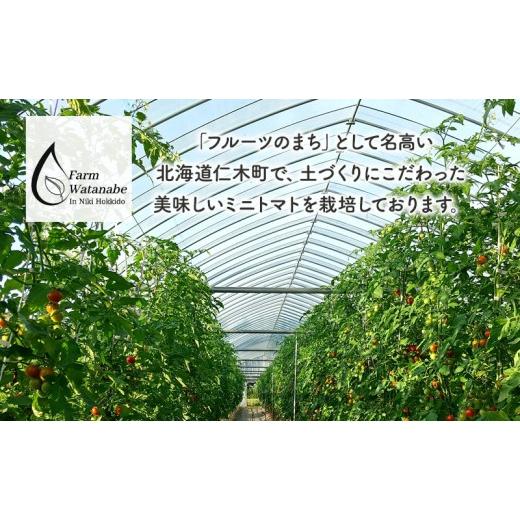 ふるさと納税 果汁飲料 トマト 北海道 仁木町 先行受付 2026年産 ミニトマト ジュース (北海道 仁木町産 ミニトマト エコスイート 100%) 1L×6本 無塩・無糖・…の画像