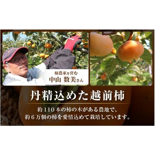 ふるさと納税 果物類 柿 福井県 あわら市  先行予約 越前柿 16個入 約2.5kg（M〜2L） JA受賞歴親子２代 ／ 果物 フルーツ 柿 産地直送 期間限定 2026年11月上…_6