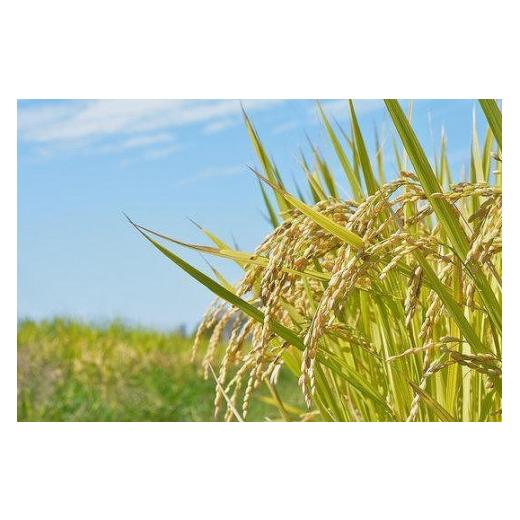 ブランド ふるさと納税 新潟県 津南町 【令和5年産 新米】【特選！魚沼産コシヒカリ 無洗米10kg（5kg×2袋）×全12回】雪解け水がお米を育む、津南町特A地区の特選プレ… 【VQ6024626276】(212220円)